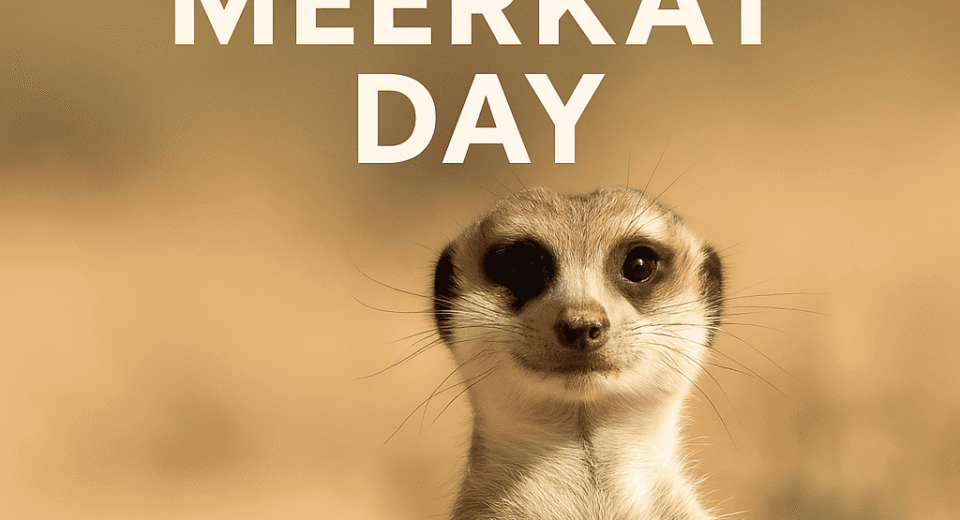 World Meerkat Day